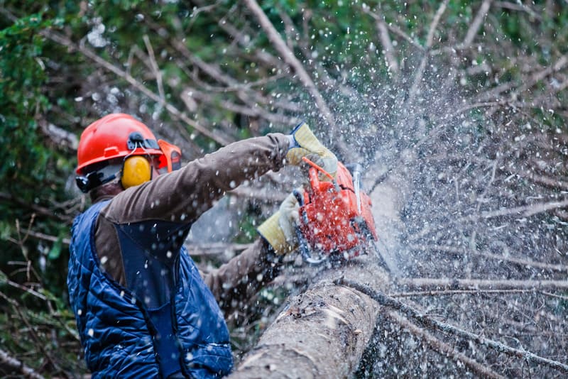 tree cutters