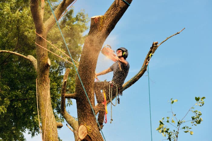 tree cutters